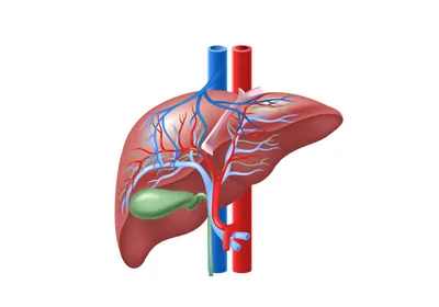illustration of liver with veins in blue and arteries in red.